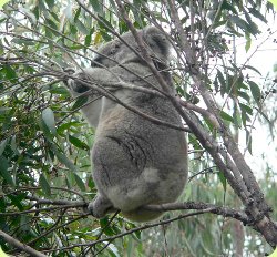 Seen during a Koala survey of South Eastern NSW