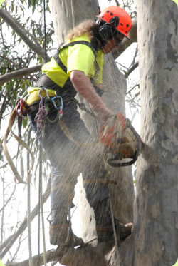 Pruning for tree health